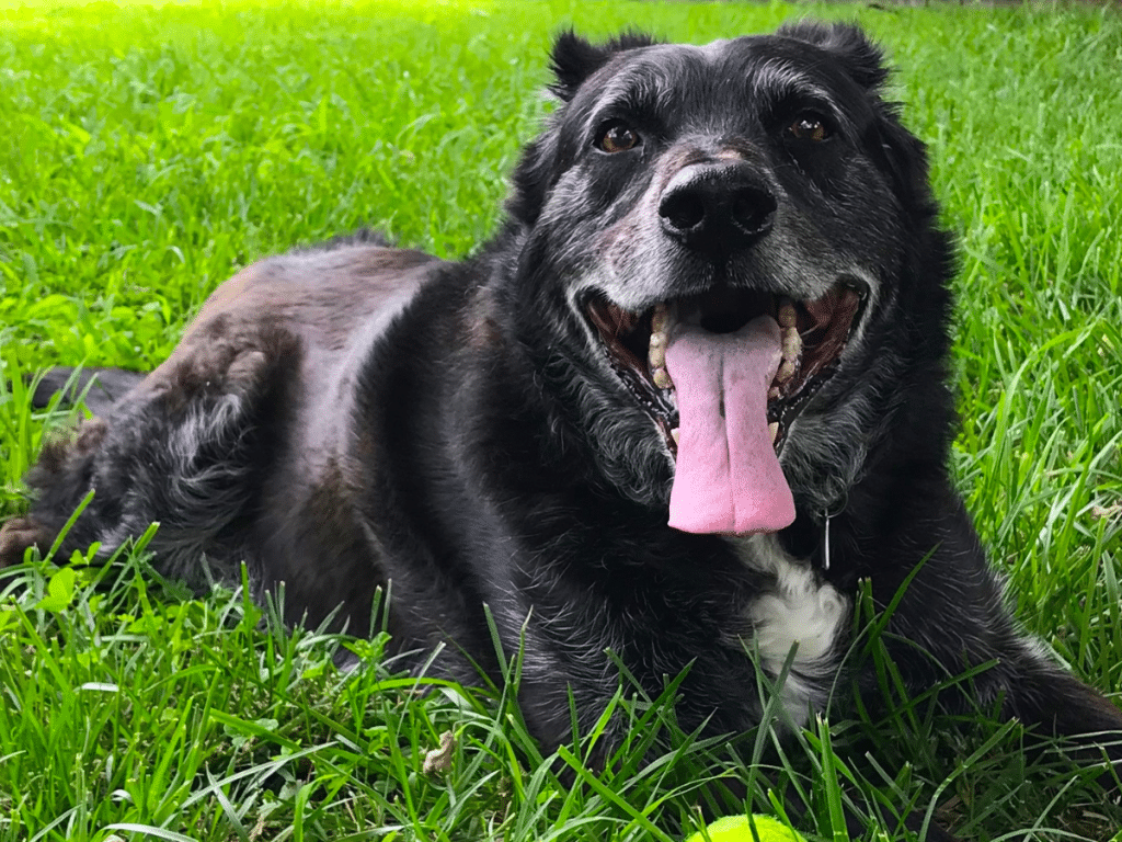 dog laying in safe grass that has compost spread on it