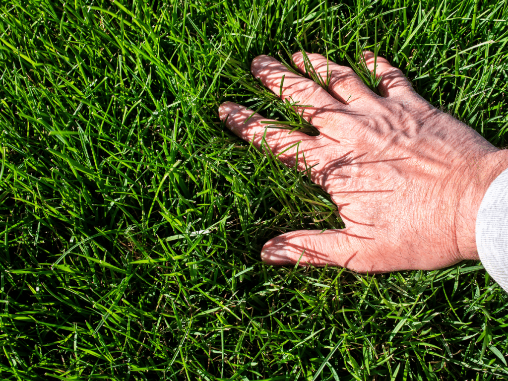 green grass that was topdressed with compost