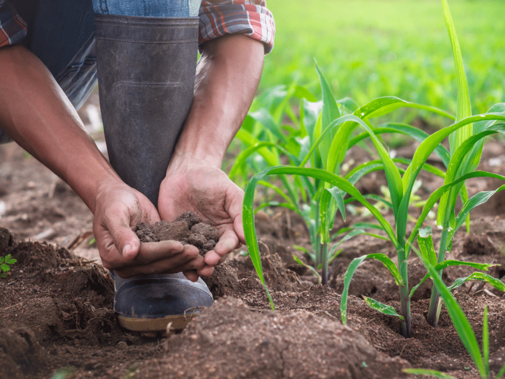 top dressing with compost 3